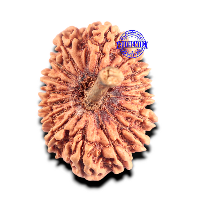 16 Mukhi Rudraksha from Nepal - Bead No. 103