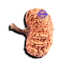Load image into Gallery viewer, 16 Mukhi Rudraksha from Nepal - Bead No. 103
