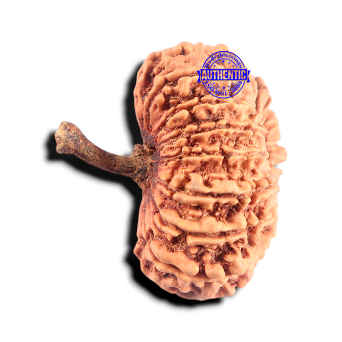16 Mukhi Rudraksha from Nepal - Bead No. 103