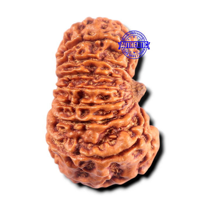 16 Mukhi Rudraksha from Nepal - Bead No. 102