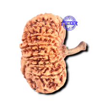 Load image into Gallery viewer, 16 Mukhi Rudraksha from Nepal - Bead No. 103
