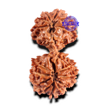 Load image into Gallery viewer, 16 Mukhi Gaurishanker Rudraksha from Nepal - Bead No. 112
