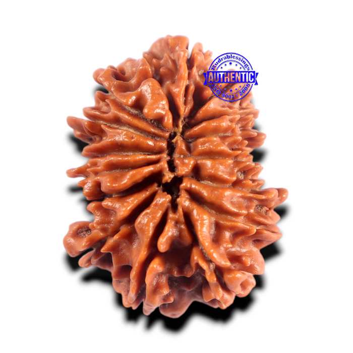 16 Mukhi Rudraksha from Nepal - Bead No. 121