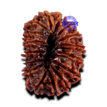 Load image into Gallery viewer, 16 Mukhi Rudraksha from Nepal - Bead No. 69
