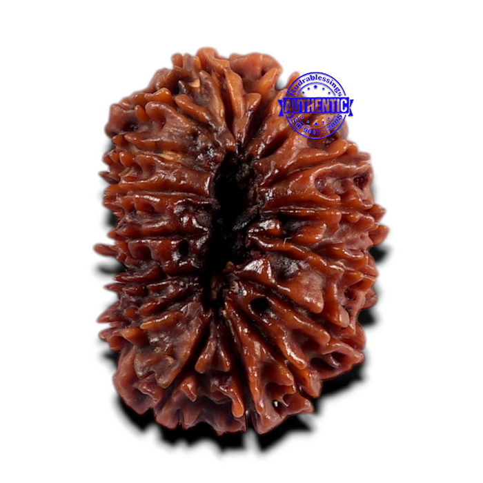 16 Mukhi Rudraksha from Nepal - Bead No. 69