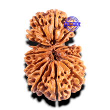 Load image into Gallery viewer, 16 Mukhi Gaurishanker Rudraksha from Nepal - Bead No. 101
