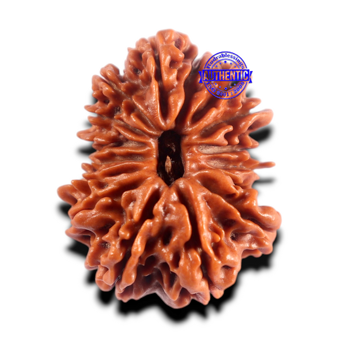 16 Mukhi Rudraksha from Nepal - Bead No. 121
