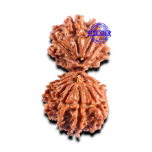 Load image into Gallery viewer, 16 Mukhi Gaurishanker Rudraksha from Nepal - Bead No. 112
