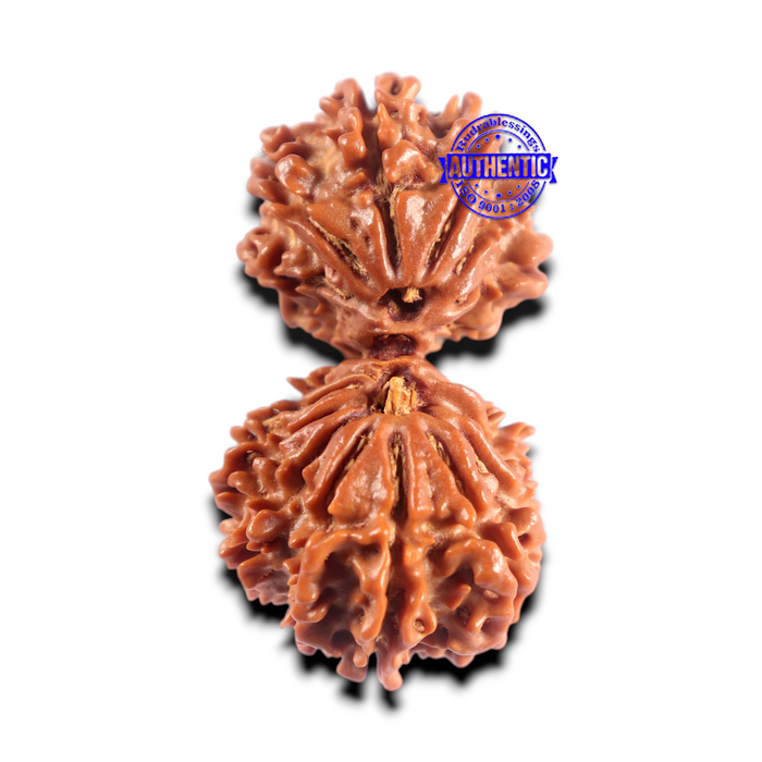 16 Mukhi Gaurishanker Rudraksha from Nepal - Bead No. 112