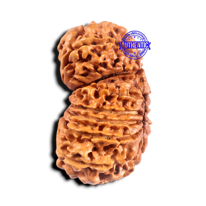 16 Mukhi Gaurishanker Rudraksha from Nepal - Bead No. 101