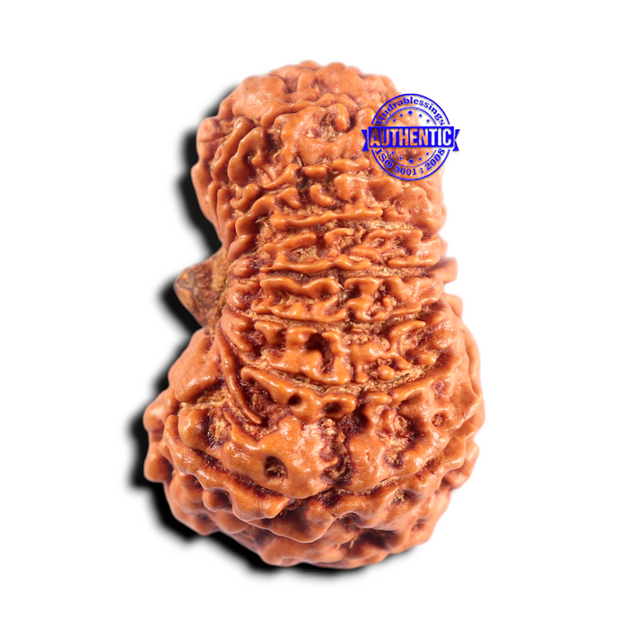 16 Mukhi Rudraksha from Nepal - Bead No. 102