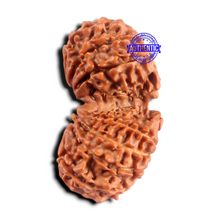 Load image into Gallery viewer, 16 Mukhi Gaurishanker Rudraksha from Nepal - Bead No. 112
