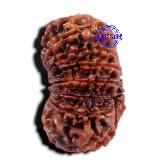 16 Mukhi Rudraksha from Nepal - Bead No. 69