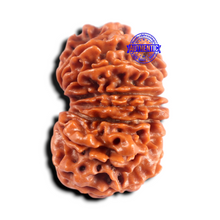 Load image into Gallery viewer, 16 Mukhi Rudraksha from Nepal - Bead No. 121
