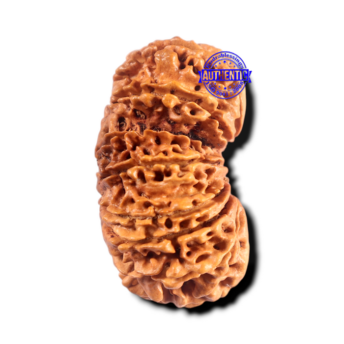 16 Mukhi Gaurishanker Rudraksha from Nepal - Bead No. 101