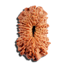 Load image into Gallery viewer, 16 Mukhi Rudraksha from Indonesia - Bead No. 317

