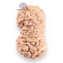 Load image into Gallery viewer, 16 Mukhi Rudraksha from Indonesia - Bead No. 330
