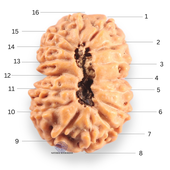 16 Mukhi Rudraksha from Indonesia - Bead No. 332