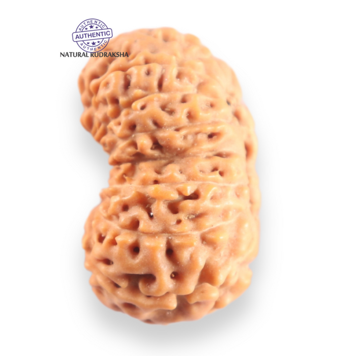 16 Mukhi Rudraksha from Indonesia - Bead No. 332