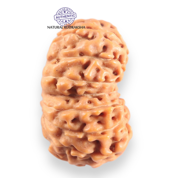 16 Mukhi Rudraksha from Indonesia - Bead No. 332