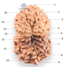 Load image into Gallery viewer, 16 Mukhi Rudraksha from Indonesia - Bead No. 336
