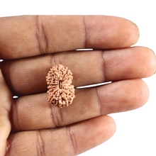 Load image into Gallery viewer, 16 Mukhi Rudraksha from Indonesia - Bead No. 336
