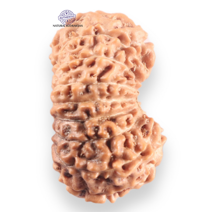 16 Mukhi Rudraksha from Indonesia - Bead No. 336