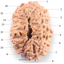 Load image into Gallery viewer, 16 Mukhi Rudraksha from Indonesia - Bead No. 339
