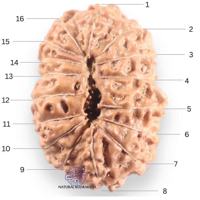16 Mukhi Rudraksha from Indonesia - Bead No. 339