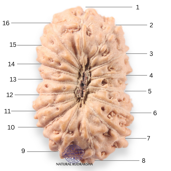 16 Mukhi Rudraksha from Indonesia - Bead No 340