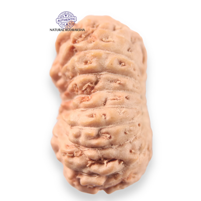 16 Mukhi Rudraksha from Indonesia - Bead No 340