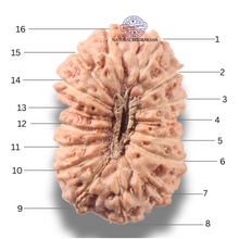 Load image into Gallery viewer, 16 Mukhi Rudraksha from Indonesia - Bead No 343
