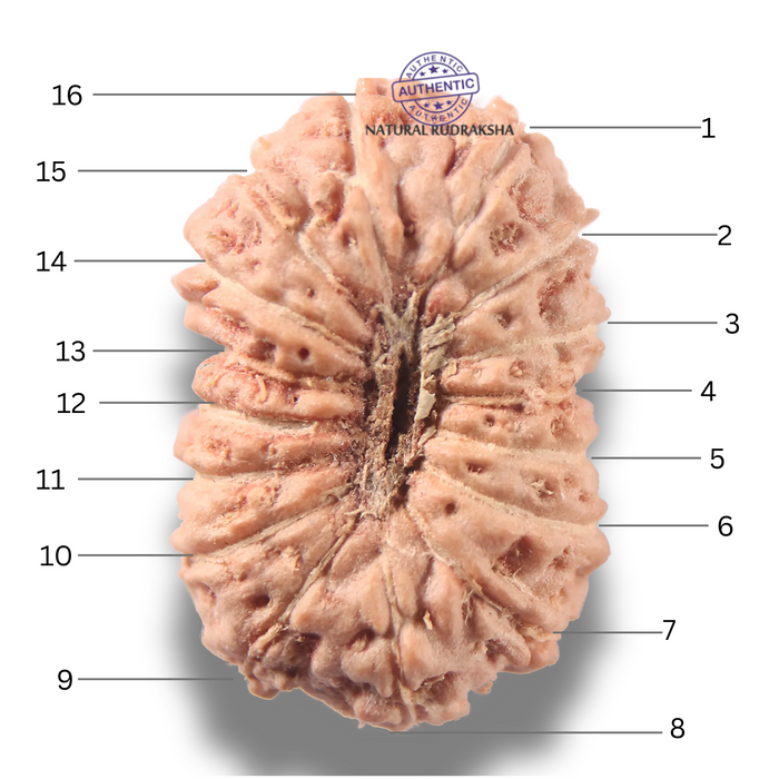 16 Mukhi Rudraksha from Indonesia - Bead No 343