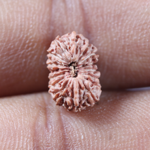 Load image into Gallery viewer, 16 Mukhi Rudraksha from Indonesia - Bead No 343

