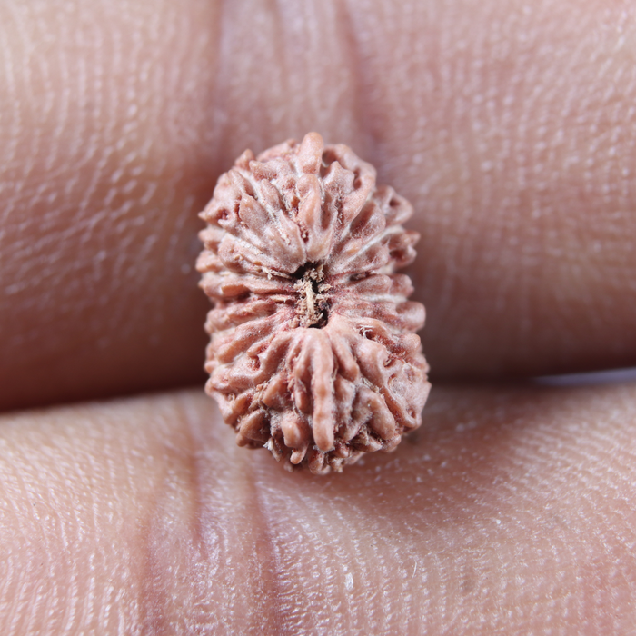 16 Mukhi Rudraksha from Indonesia - Bead No 343