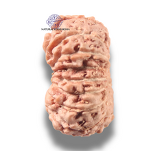 Load image into Gallery viewer, 16 Mukhi Rudraksha from Indonesia - Bead No 343
