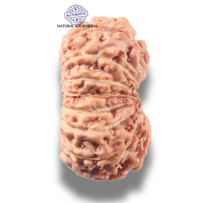 16 Mukhi Rudraksha from Indonesia - Bead No 343