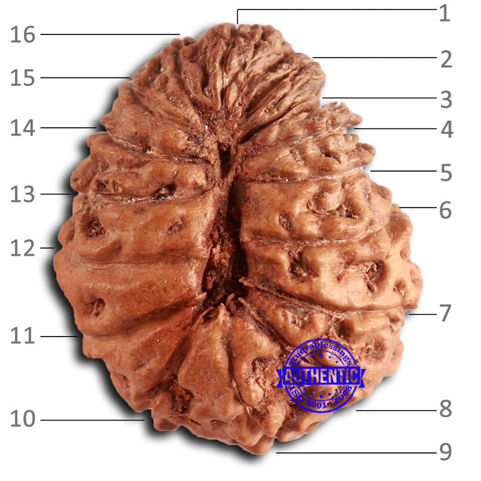 16 Mukhi Rudraksha from Indonesia - Bead No. 276
