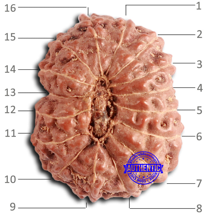 16 Mukhi Rudraksha from Indonesia - Bead No. 279