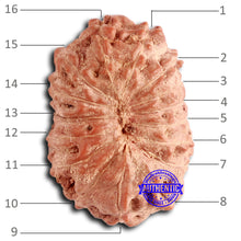 Load image into Gallery viewer, 16 Mukhi Rudraksha from Indonesia - Bead No. 280
