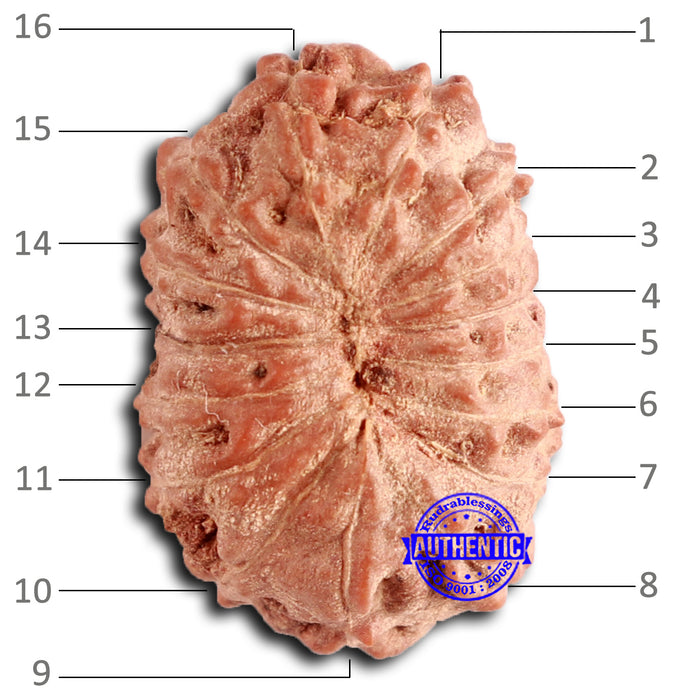 16 Mukhi Rudraksha from Indonesia - Bead No. 280