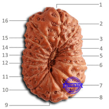 Load image into Gallery viewer, 16 Mukhi Rudraksha from Indonesia - Bead No. 281
