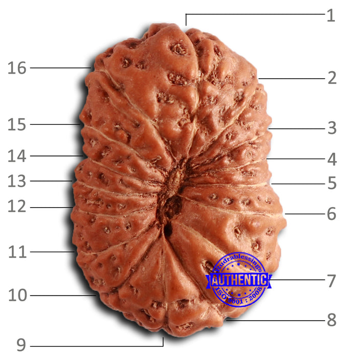 16 Mukhi Rudraksha from Indonesia - Bead No. 281