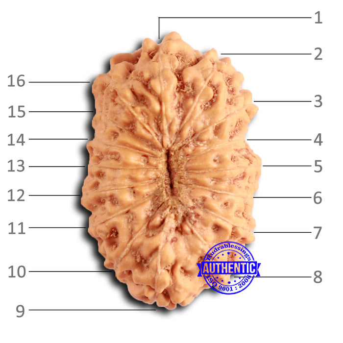 16 Mukhi Rudraksha from Indonesia - Bead No. 283