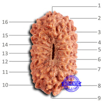 Load image into Gallery viewer, 16 Mukhi Rudraksha from Indonesia - Bead No. 285
