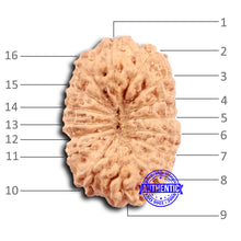 Load image into Gallery viewer, 16 Mukhi Rudraksha from Indonesia - Bead No 290
