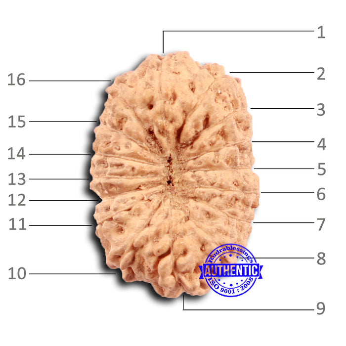 16 Mukhi Rudraksha from Indonesia - Bead No 290