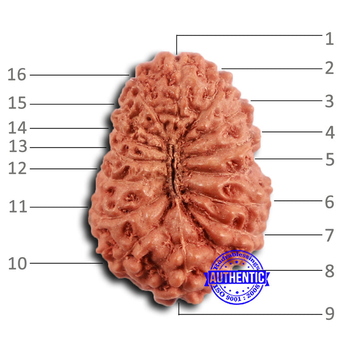 16 Mukhi Rudraksha from Indonesia - Bead No 292