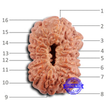 Load image into Gallery viewer, 16 Mukhi Rudraksha from Indonesia - Bead No 293
