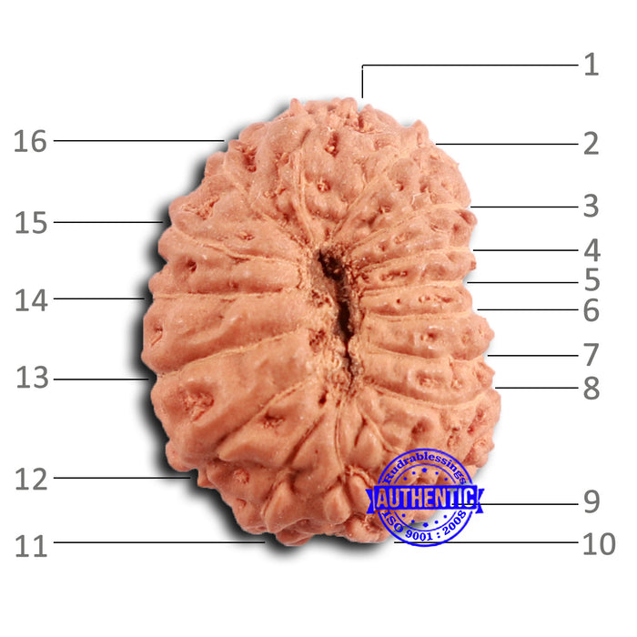 16 Mukhi Rudraksha from Indonesia - Bead No 295